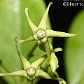 Cynanchum carnosum(Mangrove Vine) flowers. This species is a mangrove inhabitant not a true mangrove.<br />Canon KDX (400D) + EFS60 F2.8 + SPEEDLITE 380EX